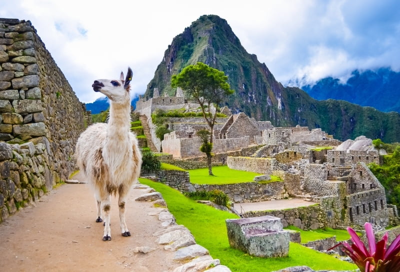 2 Lama blanc au Machu Picchu Unesco