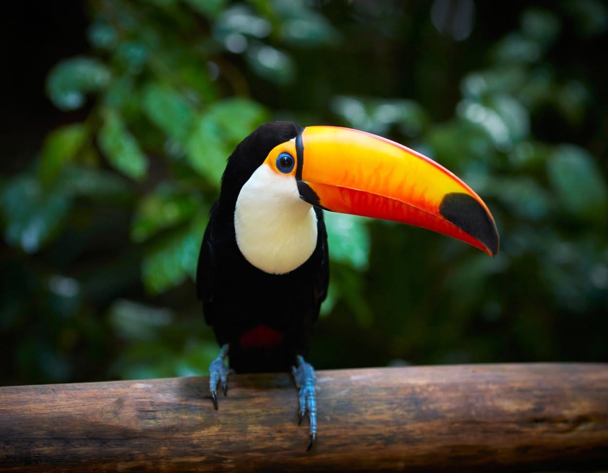 4 Toucan