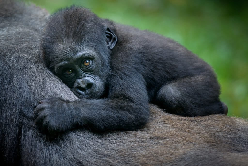 6 Bebe gorilla 6 Bebe gorilla