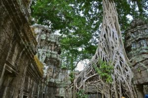 6 Temple Ta Prohm Unesco