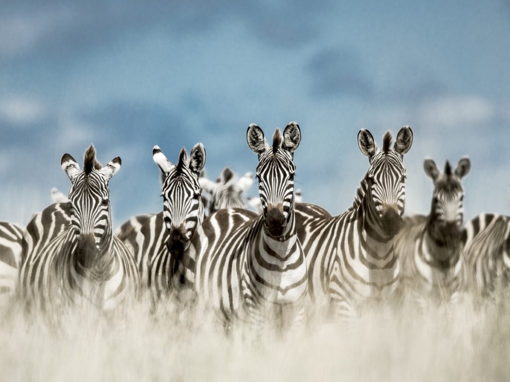 7 Troupeau de zebres curieux