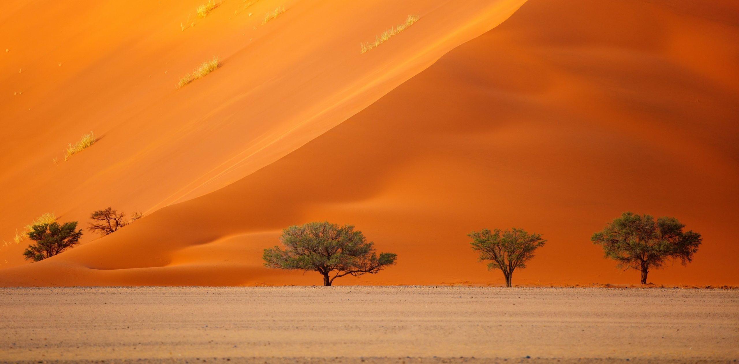 Namibie - WVB - Nature - Dunes, Orange, Arbre, Immense, Unesco - S1782772652 - TAF