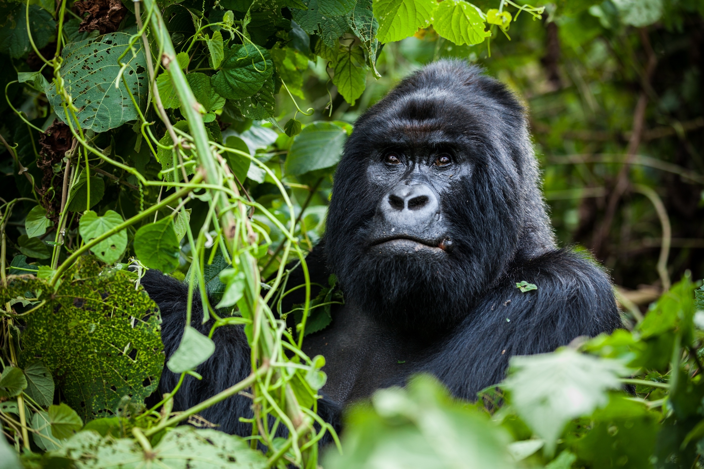 Rwanda - KGL - Animal - Gorille - S1689495133 - TAF
