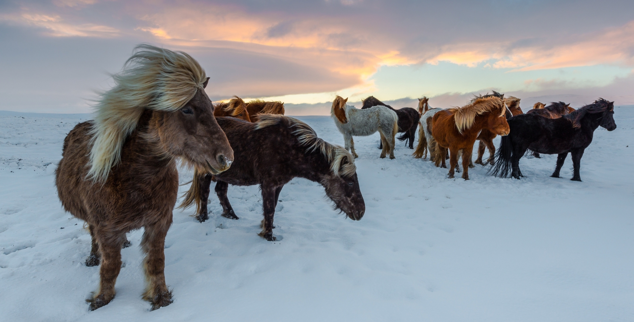 Islande KEF Animal Poney islandais dans la neige