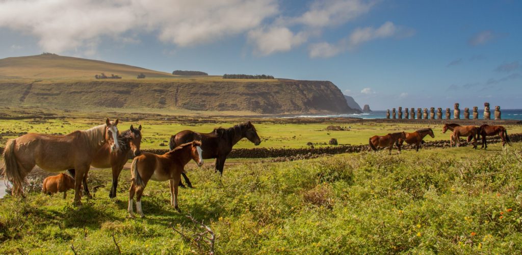 Isle of Paques IPC Site Pferde in Rapa Nui Natur Tier Moais S792360106 CIV xxTAM XS