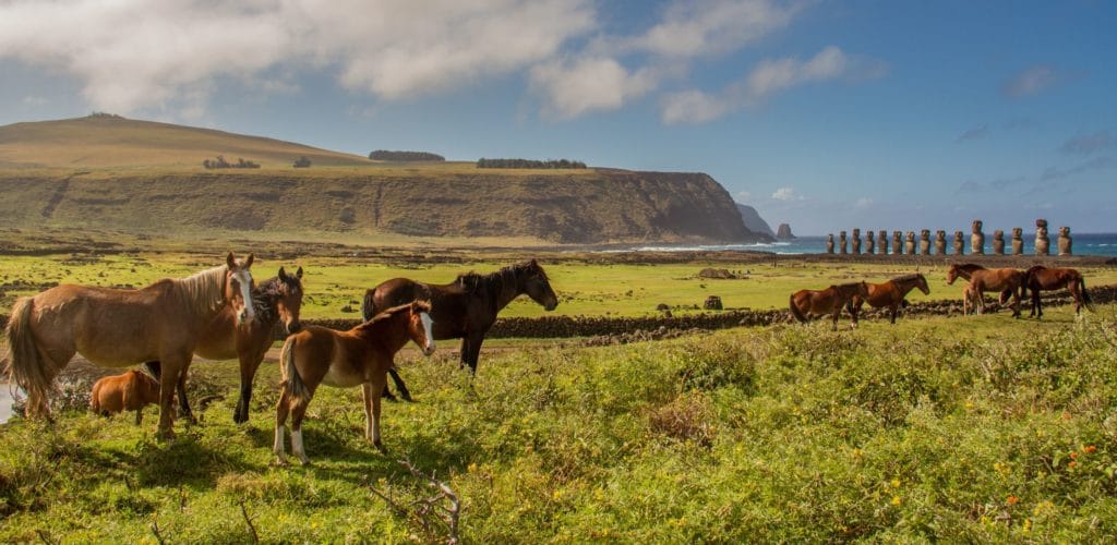 Isle of Paques IPC Site Pferde in Rapa Nui Natur Tier Moais S792360106 CIV xxTAM XS