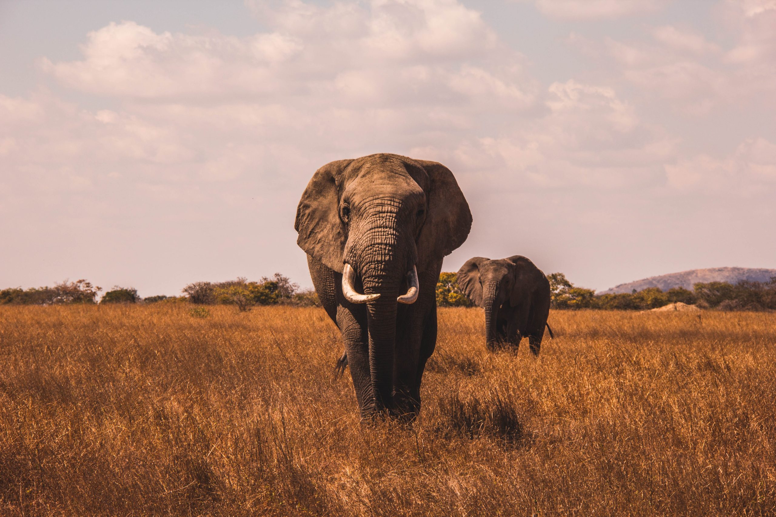 Majestätischer Elefant, der friedlich inmitten der afrikanischen Savanne steht.