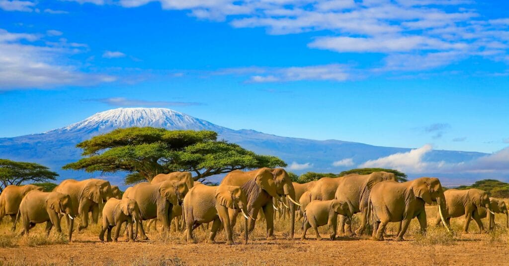 Tanzania Pano JRO Animal Elephants in front of Kilimanjaro Unesco S678502927 xTAF ECH min