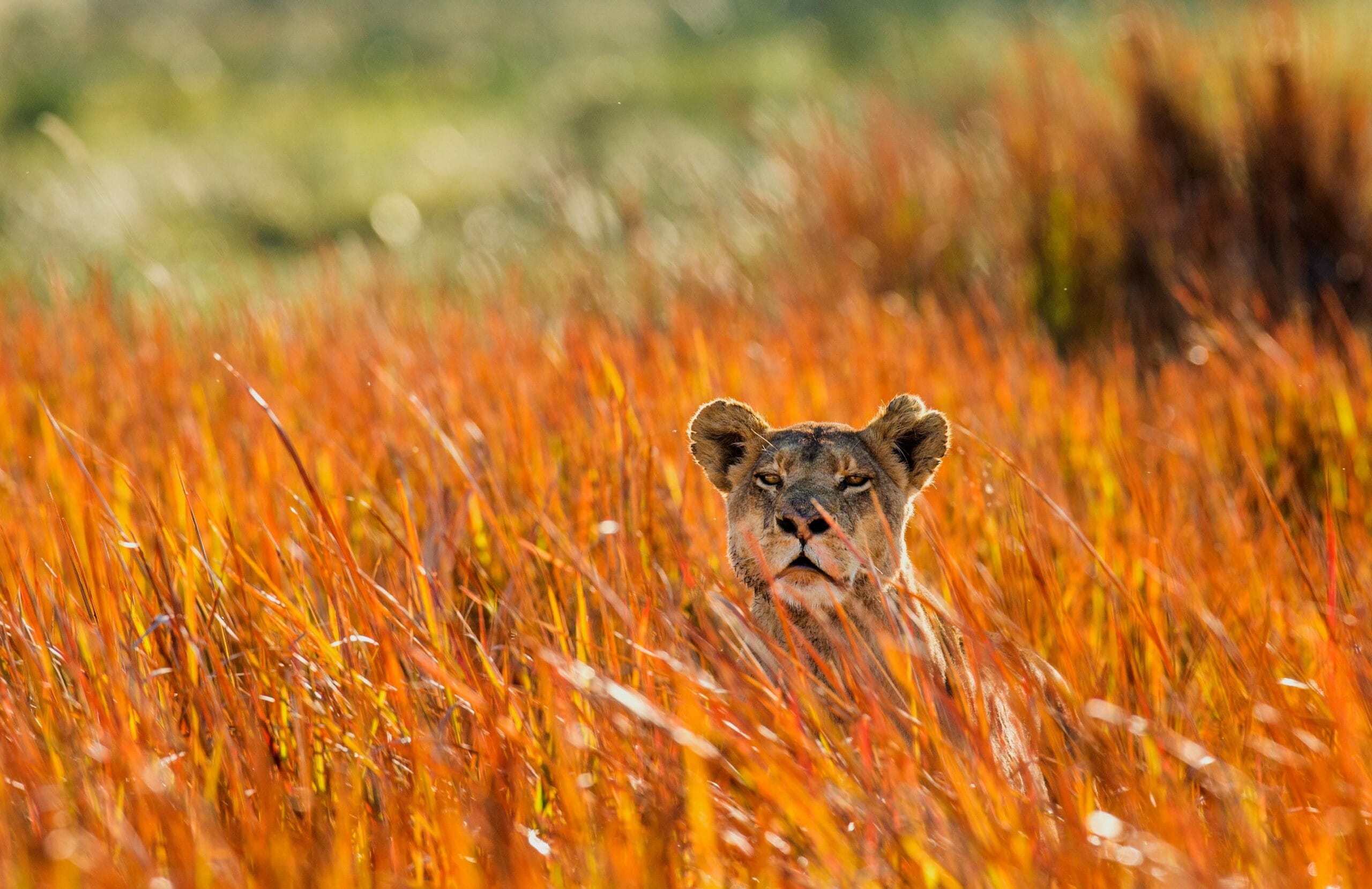 Zimbabwe Zambia VFA Animal Lioness Orange S291358532 TAF min scaled