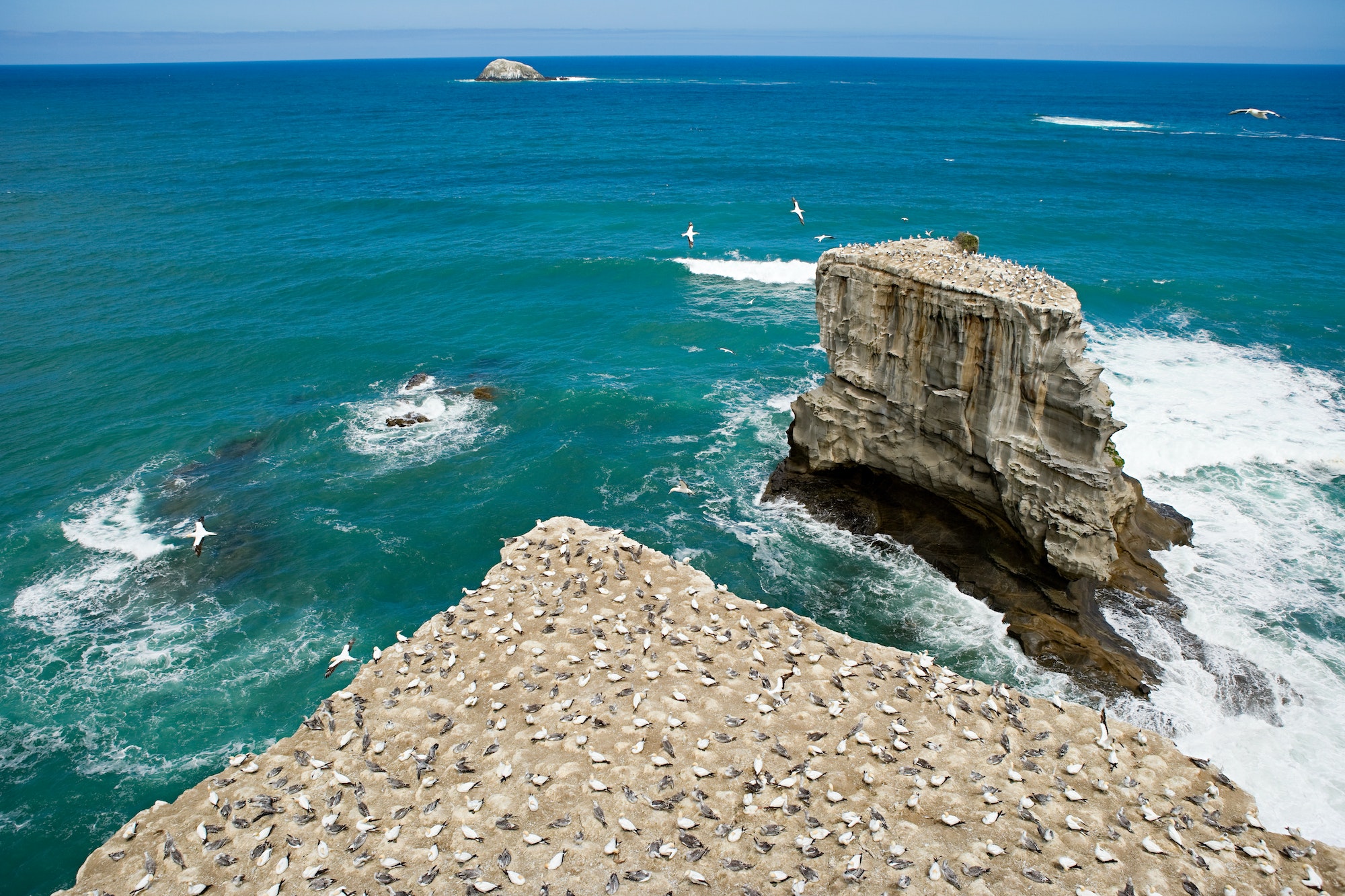 Auckland, veduta aerea delle rocce di sule sulla spiaggia di Muriwai