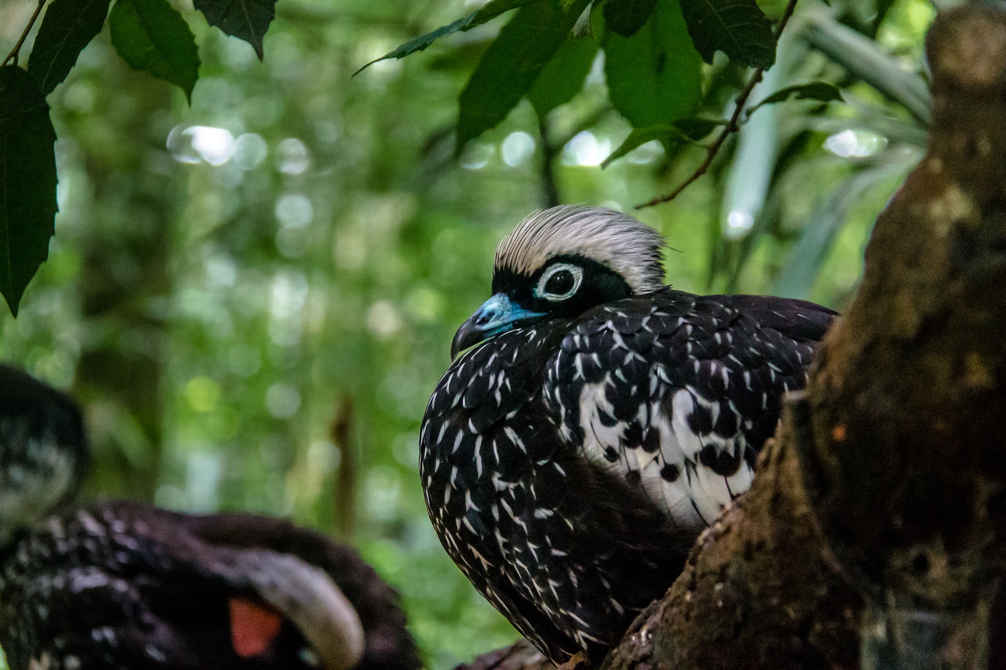 Black-fronted Piping Guan or Jacutinga at Parque das Aves - Foz do Iguacu, Parana, Brazil