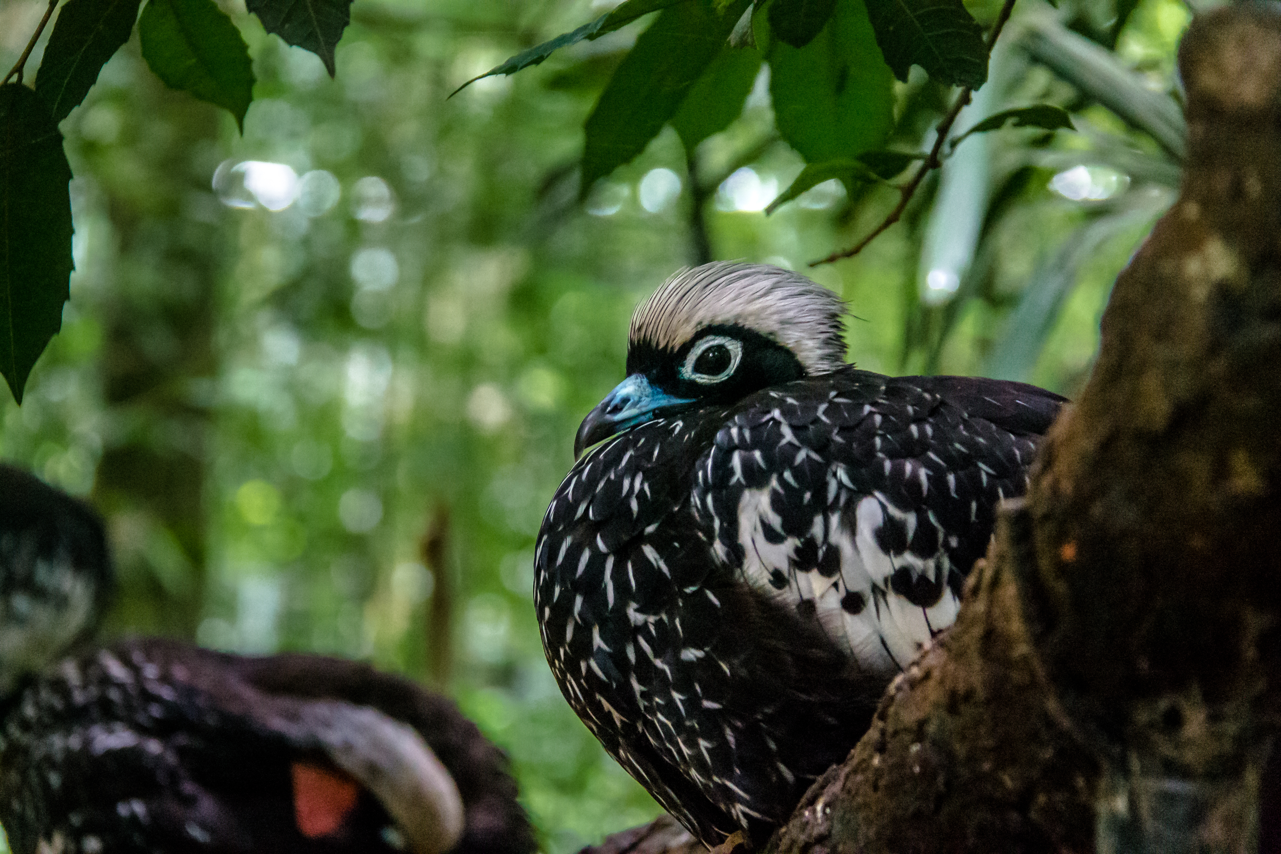 Guanciale dalla fronte nera o Jacutinga al Parque das Aves - Foz do Iguacu, Paranà, Brasile