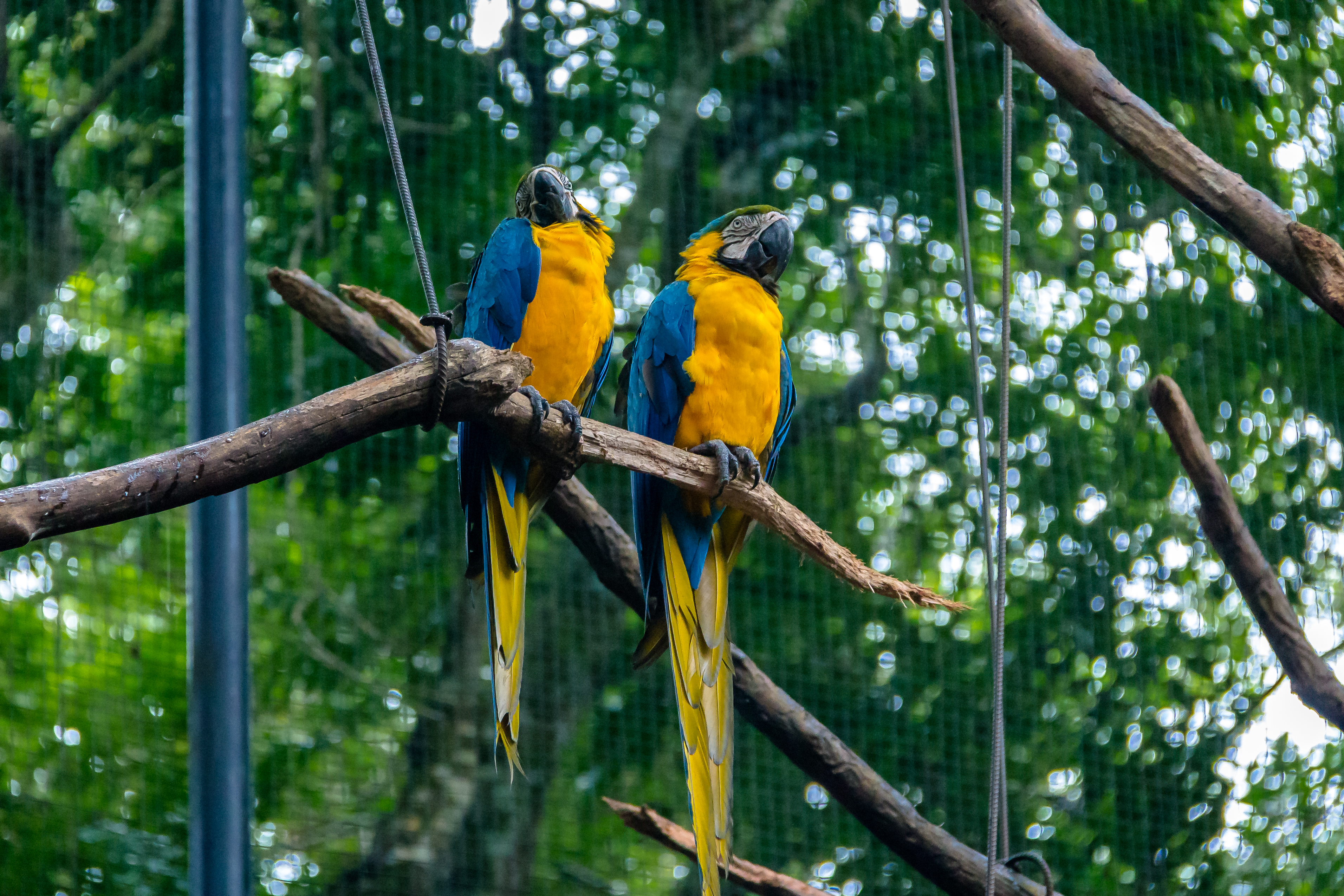 Blue and Gold Macaws at Parque das Aves - Foz do Iguacu, Parana, Brazil