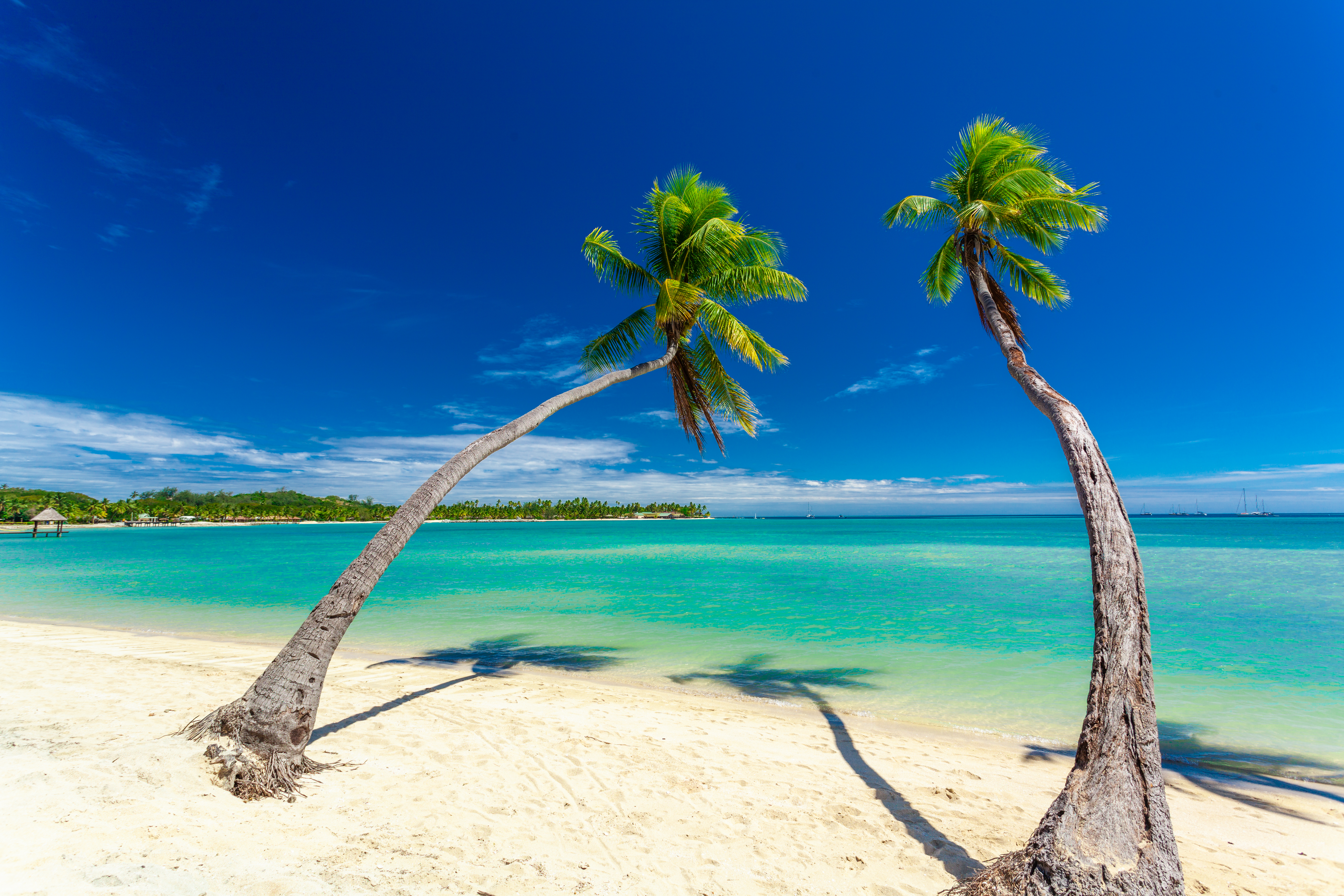 Tropical beach with coconut palm trees and clear lagoon, Fiji Is